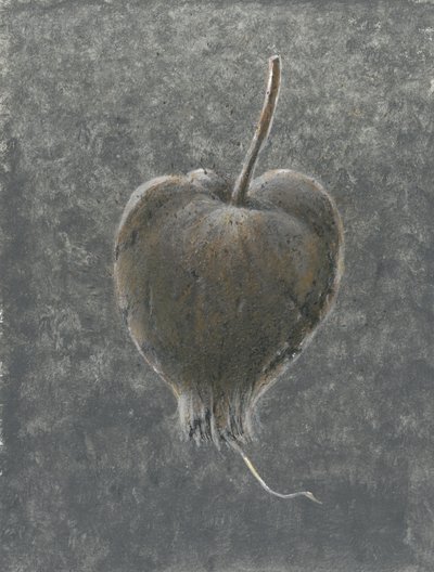 Barringtonia Acutangula by Lincoln Seligman